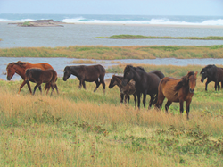 horsesonthedunesParksCanada1.163313