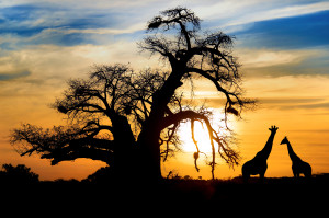 Baobab & giraffes, Mapungubwe National Park