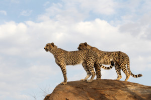 Cheetahs, Kruger Nat Park