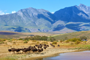 ostriches on mountain farm. Shot near Bonnievale, Western Cape, South Africa