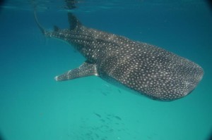 Cancun Whale Shark Tours Shark